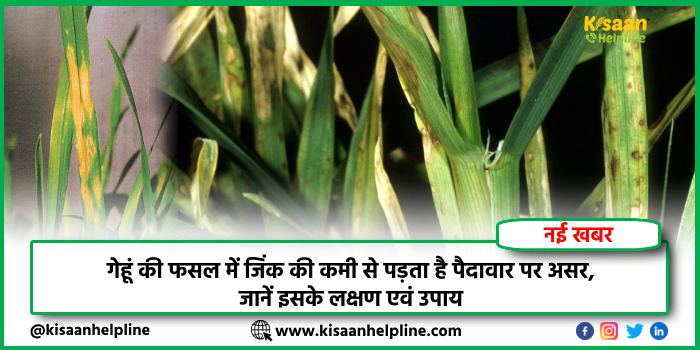 गेहूं की फसल में जिंक की कमी से होता है पैदावार पर असर, जानें इसके लक्षण एवं उपाय